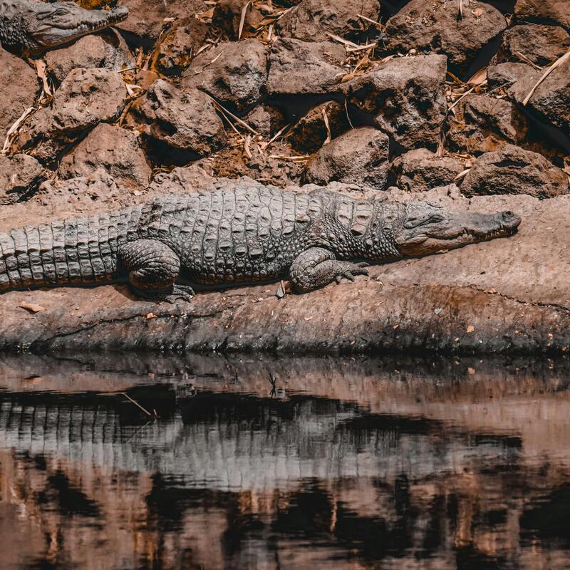 Crocodiles! Wildlife of Gambia